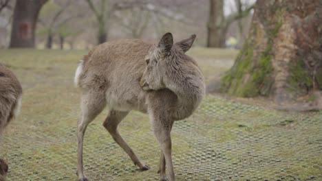 Deer-in-Nara-park-grooming-its-fur-in-the-rain,-Japan