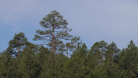 Centered-on-a-large-ponderosa-pine-an-osprey-flies-past-gracefully-on-a-blue-sky-day
