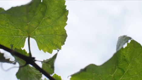 Detail-of-wet-vine-leaves-at-vineyard-in-Galicia
