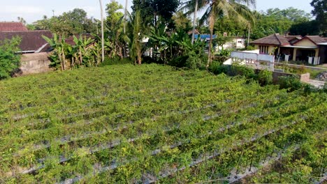 Aerial-view-on-chilli-pepper-growing-traditional-plantation-in-Indonesia