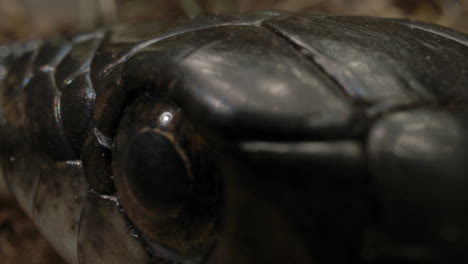 Extreme-close-up-macro-of-black-rat-snake