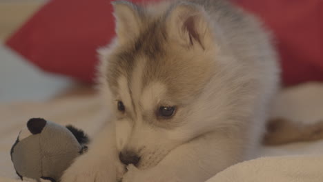 Baby-dog-husky-is-playing-with-a-plush-toy-and-waiting-for-its-owner-to-play-with-it