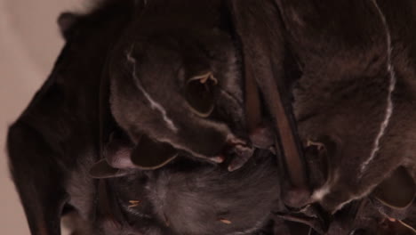Grupo-De-Murciélagos-Que-Mueven-Las-Orejas-Mientras-Duermen-Juntos
