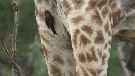 Close-up-of-Giraffe-legs-shows-Oxpecker-bird-grooming-in-African-rain