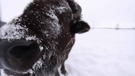 bison-super-closeup-wide-angle-slomo