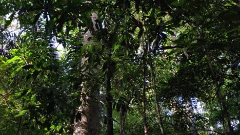 Beautiful-thick-jungle-canopy-vegetation,-lush-rainforest-treetops-and-wildlife