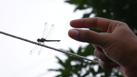 A-man's-hand-caught-a-dragonfly-that-was-perching-on-a-rope