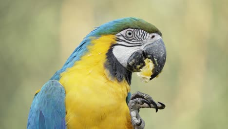 Blue-and-Yellow-Macaw-using-its-foot-to-eat-a-piece-of-fruit