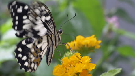 Super-Makroaufnahme-Eines-Schwarz-weißen-Schmetterlings,-Der-Nektar-Einer-Gelben-Blume-Mit-Beinen-Füttert-Und-Wegfliegt---Zeitlupe