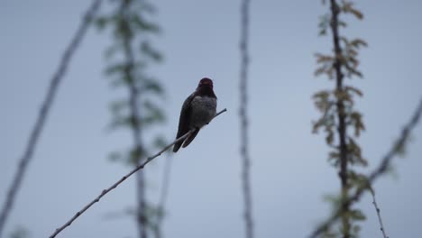 Hummingbird-perched-on-a-small-twig-looks-at-the-camera-chirps-then-flies-away