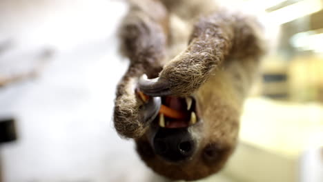 Adorable-sloth-close-up-eating-a-snack