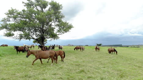 Horse-herd-on-the-pasture