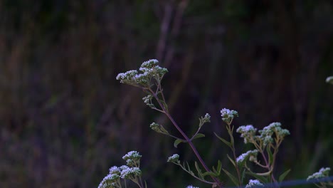 Close-up-of-a-wild-shrub-isolated-against-blurred-vegetation-at-dusk