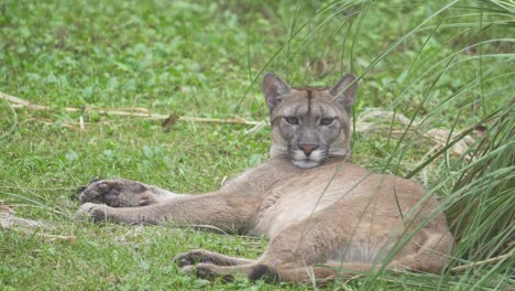 Static-shot-of-a-Puma-falling-asleep-while-lying-on-the-grass