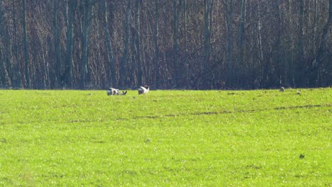 Two-wild-European-roe-deer-eating-in-fresh-green-agricultural-field-in-calm-sunny-spring-day,-heat-waves,-medium-shot-from-a-distance