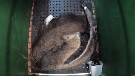 Injured-Giant-Anteater-after-Pantanal-Wildfire-at-rescue-centre-rehabilitation