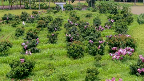Plantación-De-Longan,-Huerto-De-árboles-De-Frutas-Tropicales-En-Indonesia-Vista-Aérea