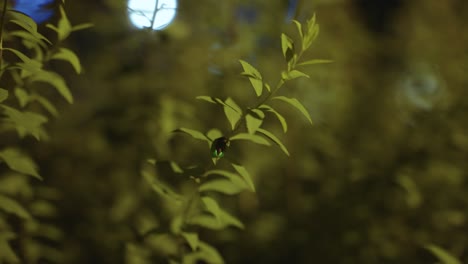Japanisches-Glühwürmchen-Auf-Pflanze-Am-Abend