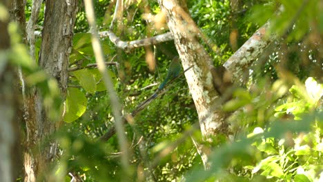 Beautiful-Blue-Crowned-Motmot-bird-wiggling-its-tail-on-a-tree-branch