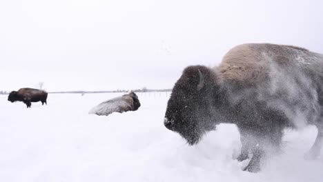 bison-full-body-shake-to-get-snow-off-super-slomo