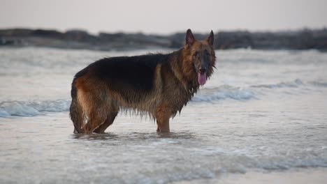 Ein-Junger-Riesiger-Deutscher-Schäferhund,-Der-In-Kleinen-Wellen-Am-Strand-Steht-Und-In-Die-Kamera-Schaut-|-Junger-Deutscher-Schäferhund-Völlig-Nass-In-Verspielter-Stimmung-Steht-Am-Strand