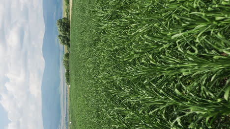 Low-vertical-flyover-above-field-of-corn-growing-near-Delnita,-Romania