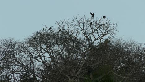 Black-birds-on-tree-branches,-in-a-Panama-dark-and-moody-tropical-forest