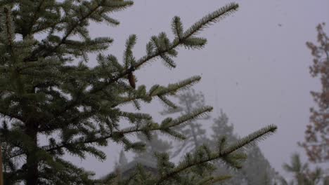 Slow-motion-footage-of-snowflakes-falling-through-pine-trees-during-a-snow-storm-in-the-California-mountains