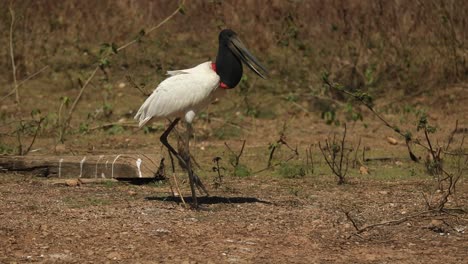 Un-Jabiru---Un-Gran-Pájaro-Cigüeña-Con-Un-Pico-Enorme-Camina-Por-El-Pantanal-Brasileño