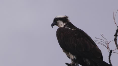 Close-up-of-an-osprey-sitting-in-grey-storm-clouds