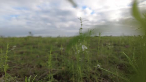 Moving-Through-grass-Field-with-small-white-flowers-to-the-open-sky-POV