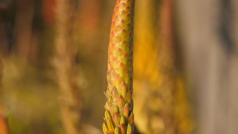 Ameise-Klettert-Mit-Gelber-Blüte-Auf-Die-Aloe-Africana-Pflanze