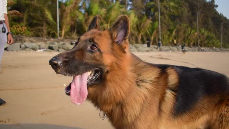 Curious-Young-German-shepherd-dog-standing-next-to-his-owner-and-trainer-on-beach-|-Young-playful-German-shepherd-dog-training-on-beach