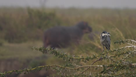 Afrikanischer-Weißer-Vogel,-Kormoran,-Mit-Nilpferd-Im-Hintergrund