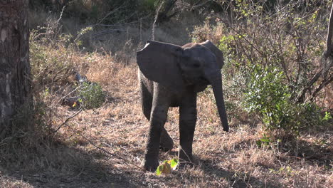 A-curious-elephant-calf-watching-the-camera