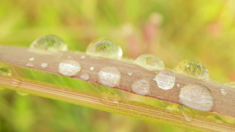 Morning-Dew-Drops-On-The-Leaf-Of-Plant-In-the-Early-Morning