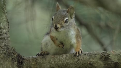 A-Gray-squirrel-rests-on-a-branch-and-jumps-away
