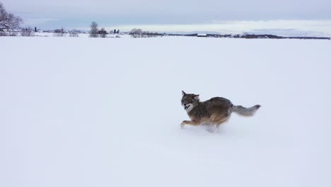 Kojote-Läuft-In-Zeitlupe,-Nahaufnahme-Durch-Die-Schneeantenne