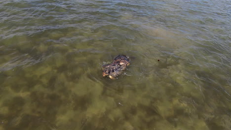 Turtle-Fight,-FPV-Aerial-Drone-in-Slow-Motion-Capturing-Two-Sea-Turtles-Fighting-Each-Other-in-the-Water