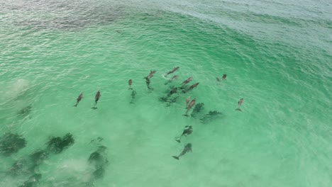 Dolphins-Playing-in-the-water-near-a-rocky-beach-in-South-Australia