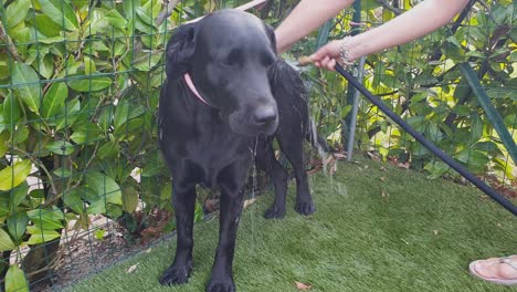 Adorable-and-beautiful-black-labrador-retriever-dog-being-washed-with-water-hose-in-garden