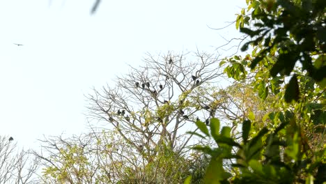 Large-group-of-birds-perched-in-top-of-tall-tree