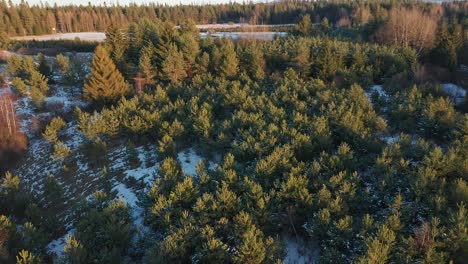 Dickichtwälder-Auf-Dem-Land-Von-Podczerwone-In-Polen-Im-Winter