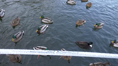 A-group-of-mallard-ducks-in-a-pond-with-a-frozen-winter-pole-in-front