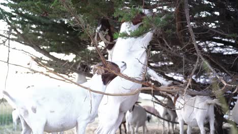 Cabra-Alcanzando-El-árbol-Para-Comer-Algunas-Hojas