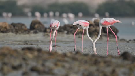 Migratory-birds-Greater-Flamingos-looking-for-food-in-the-marsh-mangroves-early-morning-–-Bahrain