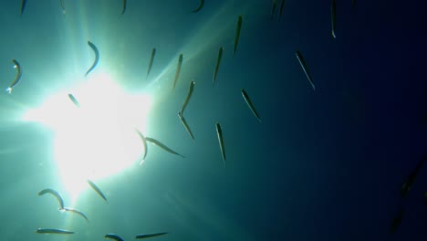 Ungewöhnliche-Unterwasseransicht-Eines-Wunderschönen-Schwarms-Sardinenfische,-Der-Unter-Der-Meeresoberfläche-Schwimmt,-Während-Die-Sonne-über-Der-Meeresoberfläche-Scheint