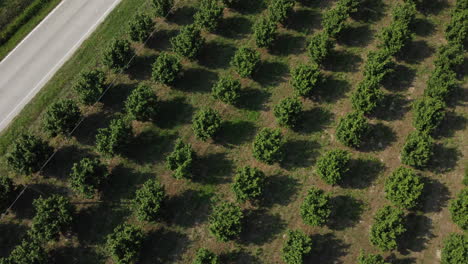Hazelnut-fruit-agriculture-cultivation-field-aerial-view