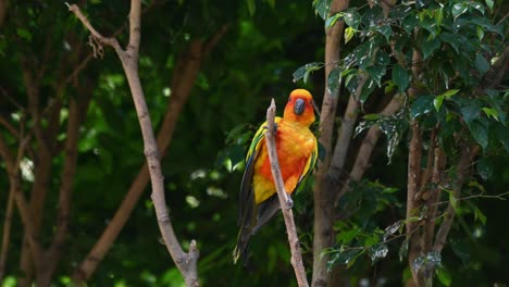 Sun-Conure-or-Sun-Parakeet-chewing-the-tip-of-the-branch-and-then-climbs-up-to-perch-and-chirps,-Aratinga-solstitiali,-South-America
