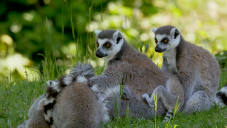 Niedliche-Lemurenfamilie-Mit-Eltern-Und-Kindern,-Die-Sich-Bei-Sonnenlicht-Auf-Einer-Grünen-Wiese-Ausruhen-–-Nahaufnahme-Einer-Glücklichen-Tierfamilie-In-Der-Natur